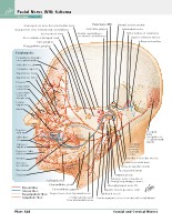 Frank H. Netter, MD - Atlas of Human Anatomy (6th ed ) 2014, page 141